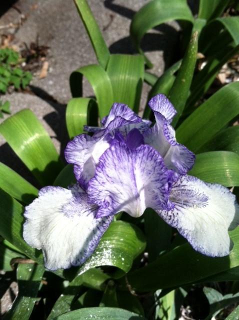 Photo of Standard Dwarf Bearded Iris (Iris 'Stitch Witch') uploaded by grannysgarden