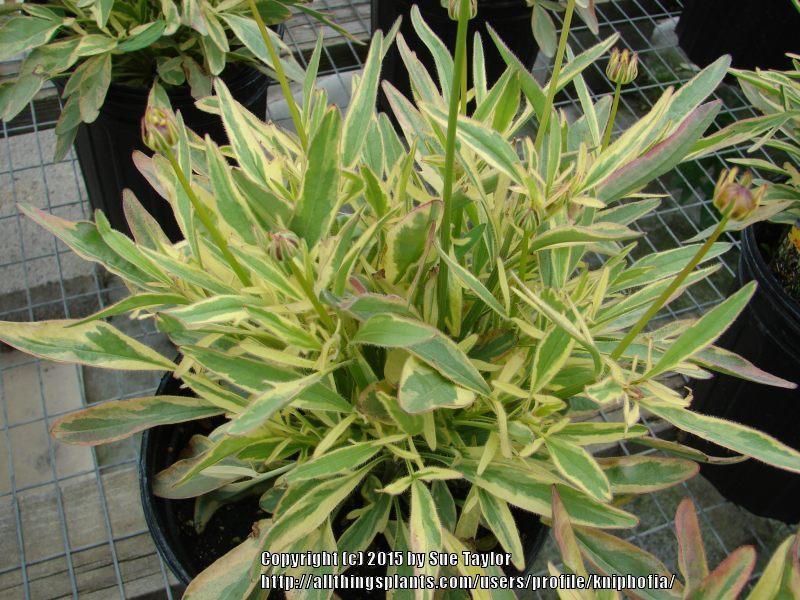 Photo of Variegated Tickseed (Coreopsis 'Tequila Sunrise') uploaded by kniphofia