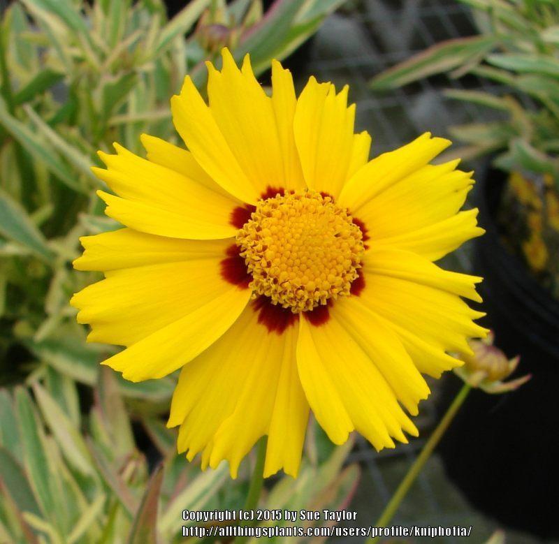 Photo of Variegated Tickseed (Coreopsis 'Tequila Sunrise') uploaded by kniphofia