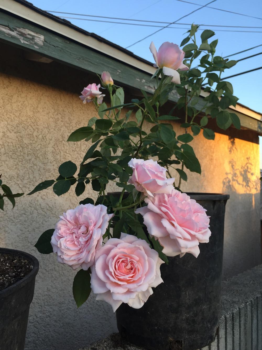 Photo of Rose (Rosa 'Quietness') uploaded by mattmackay22