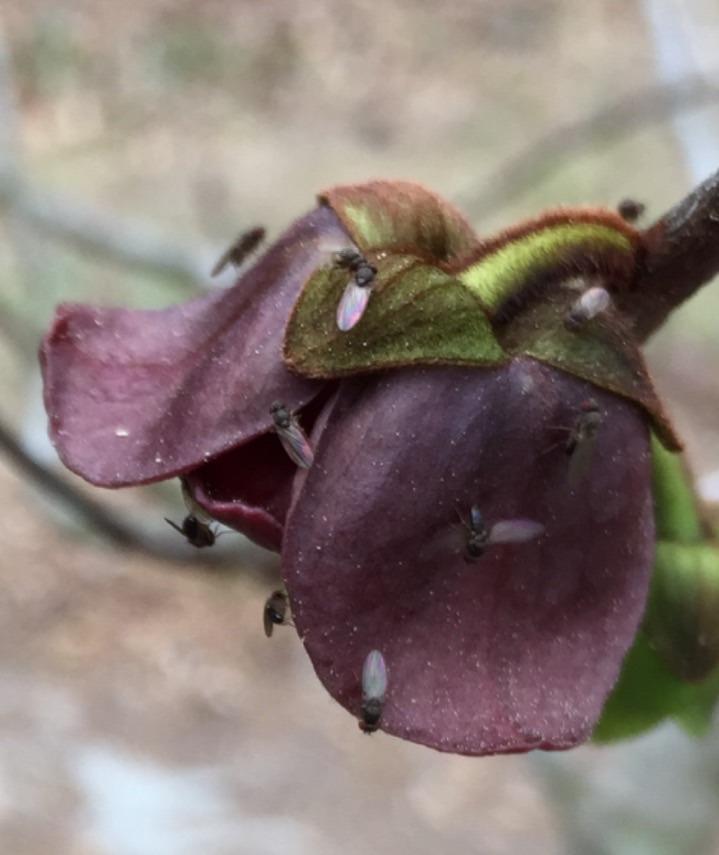 Photo of Pawpaw (Asimina triloba) uploaded by passiflora