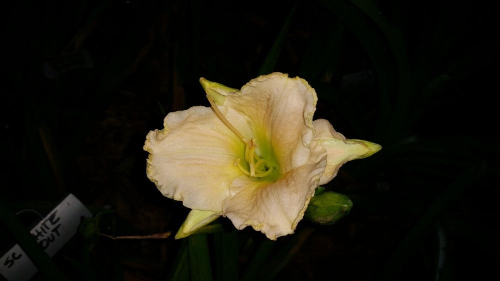 Photo of Daylily (Hemerocallis 'Spacecoast White Out') uploaded by value4dollars