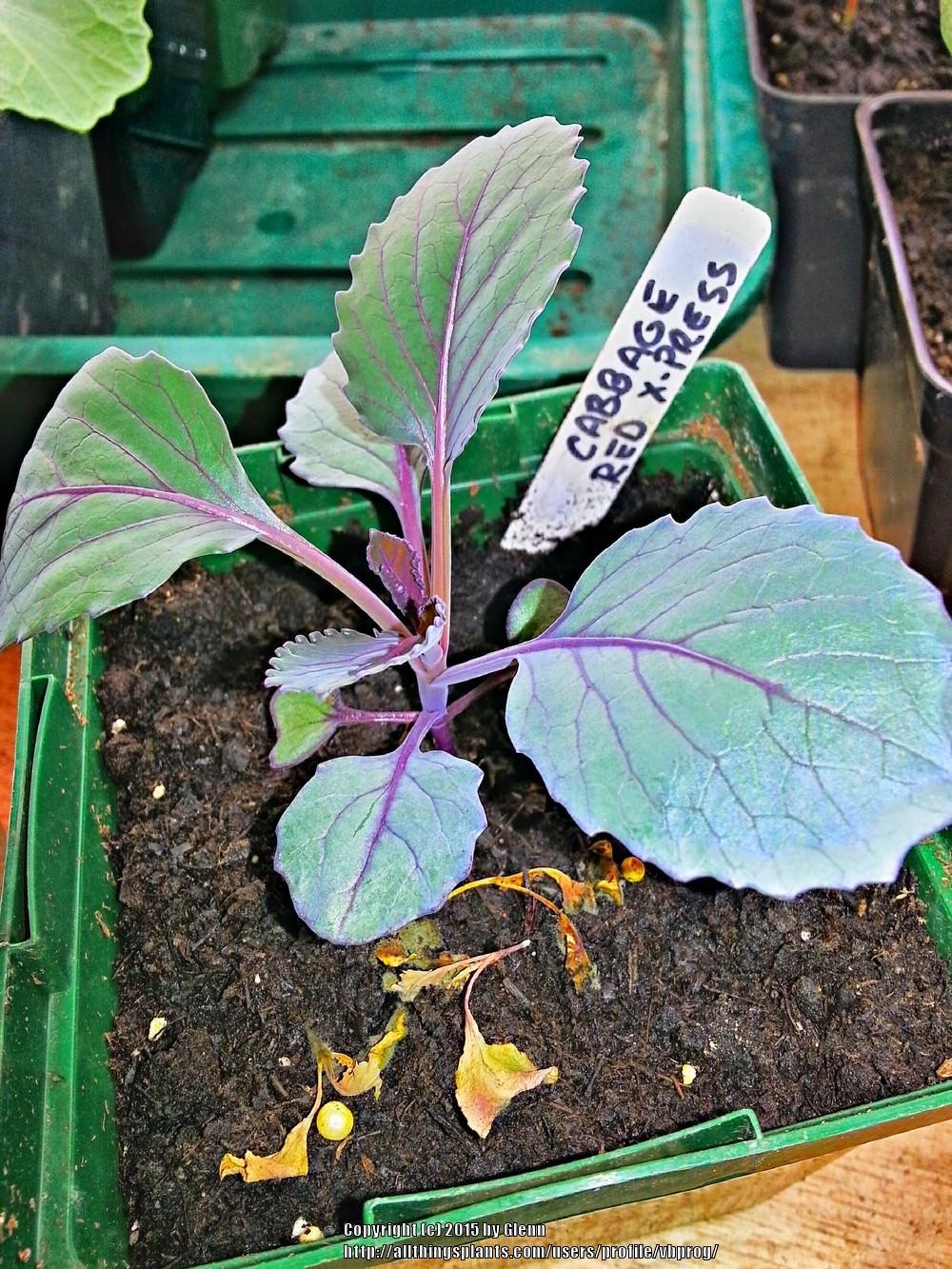 Photo of Cabbage (Brassica oleracea var. capitata 'Red Express') uploaded by vbprog