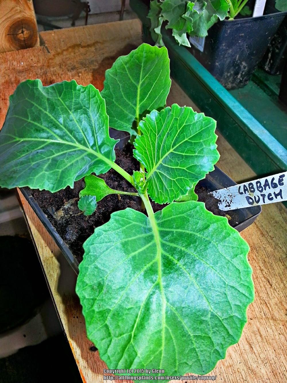 Photo of Cabbage (Brassica oleracea var. capitata 'Late Flat Dutch') uploaded by vbprog