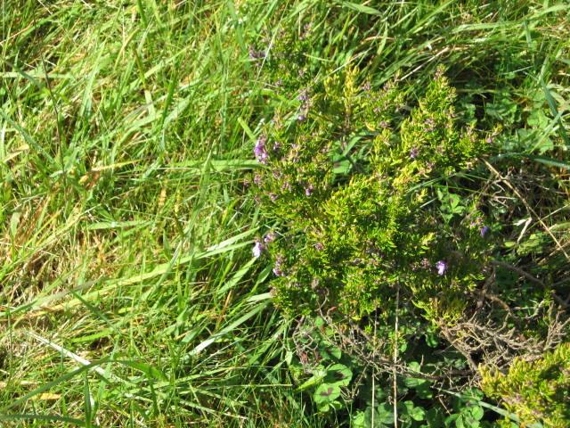 Photo of Spiked Mint Bush (Prostanthera phylicifolia) uploaded by wcgypsy