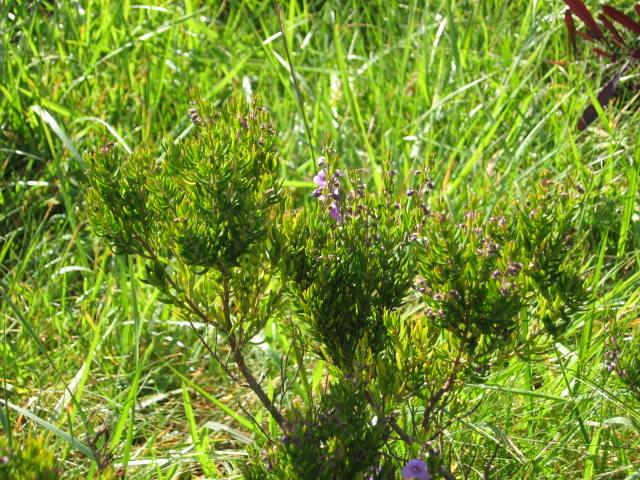 Photo of Spiked Mint Bush (Prostanthera phylicifolia) uploaded by wcgypsy