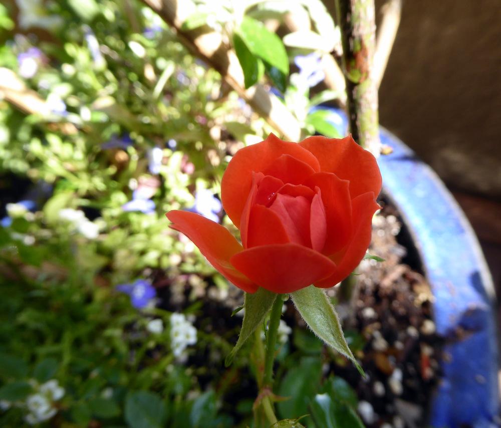 Photo of Rose (Rosa 'Carnival Glass') uploaded by JulieB