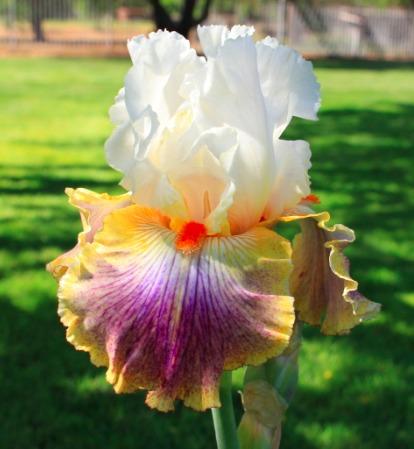 Photo of Tall Bearded Iris (Iris 'Fantasy Ride') uploaded by Moiris