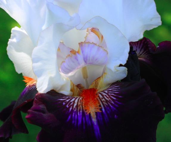 Photo of Tall Bearded Iris (Iris 'Cosmic Celebration') uploaded by Moiris