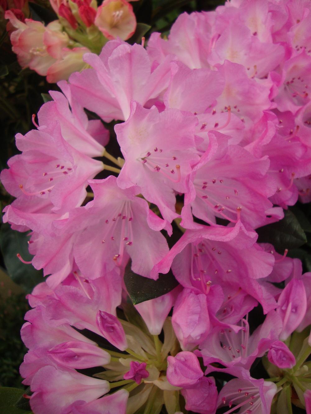 Photo of Rhododendron 'Roseum Elegans' uploaded by Paul2032
