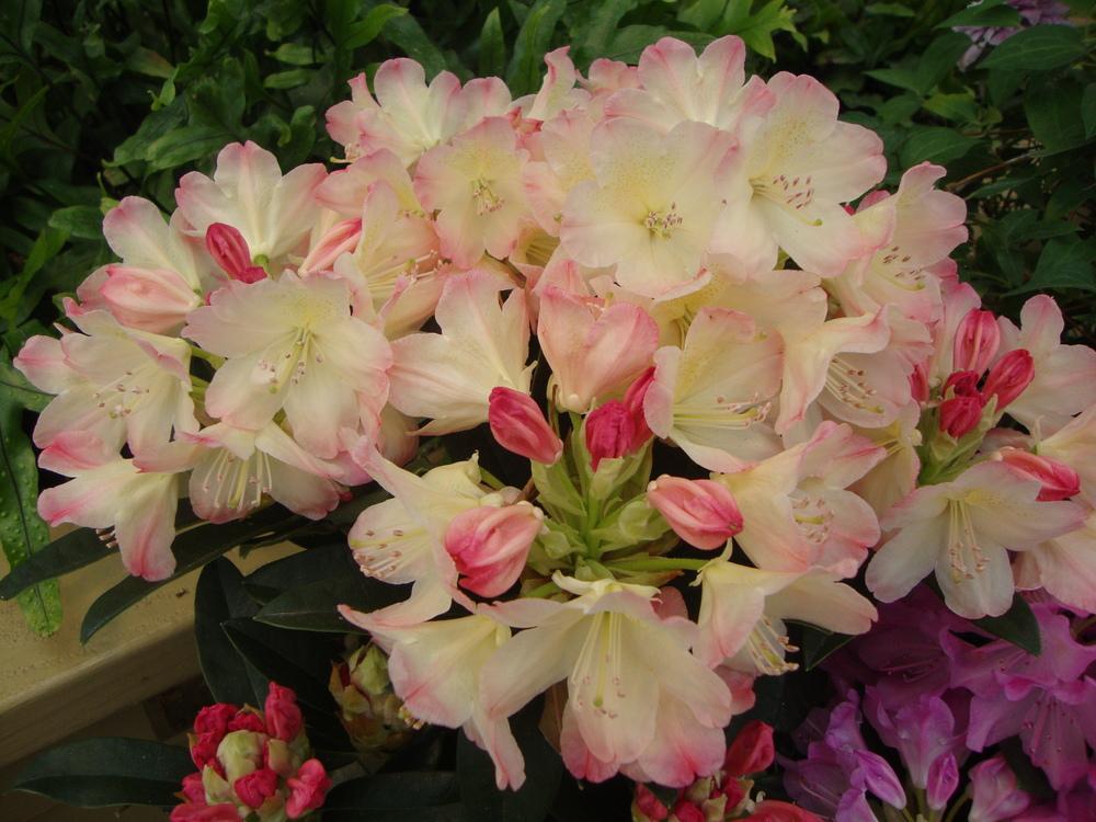 Photo of Rhododendron 'Percy Wiseman' uploaded by Paul2032