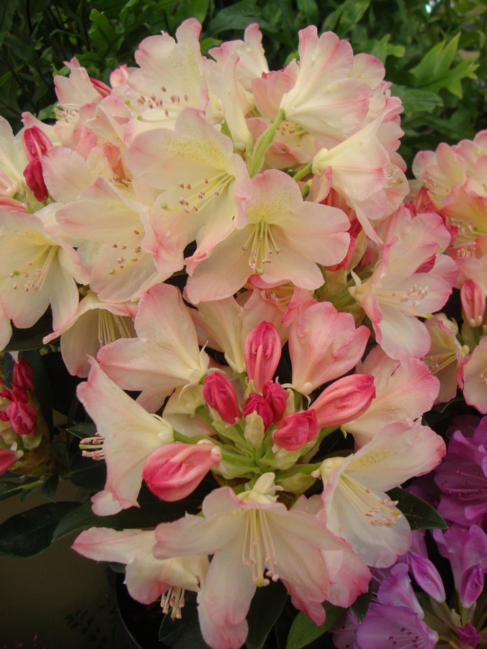 Photo of Rhododendron 'Percy Wiseman' uploaded by Paul2032