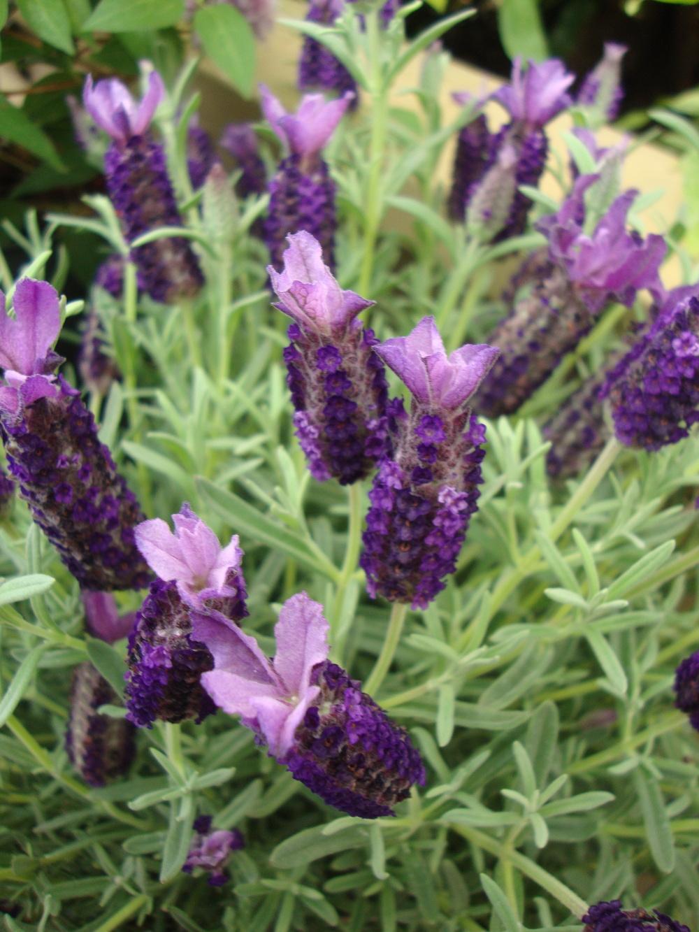 Photo of Spanish Lavender (Lavandula stoechas) uploaded by Paul2032