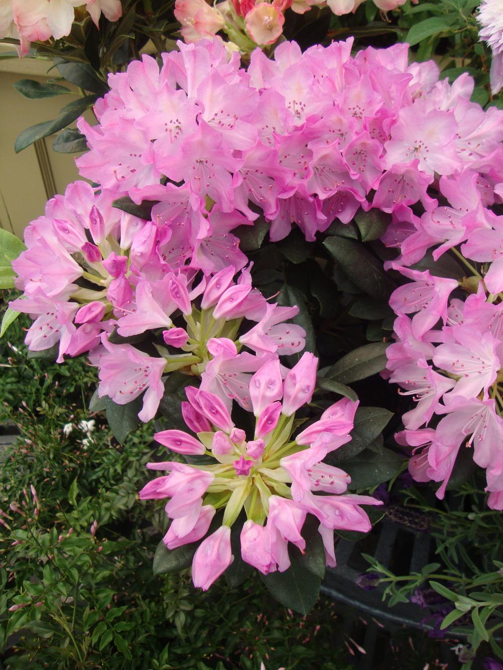 Photo of Rhododendron 'Roseum Elegans' uploaded by Paul2032