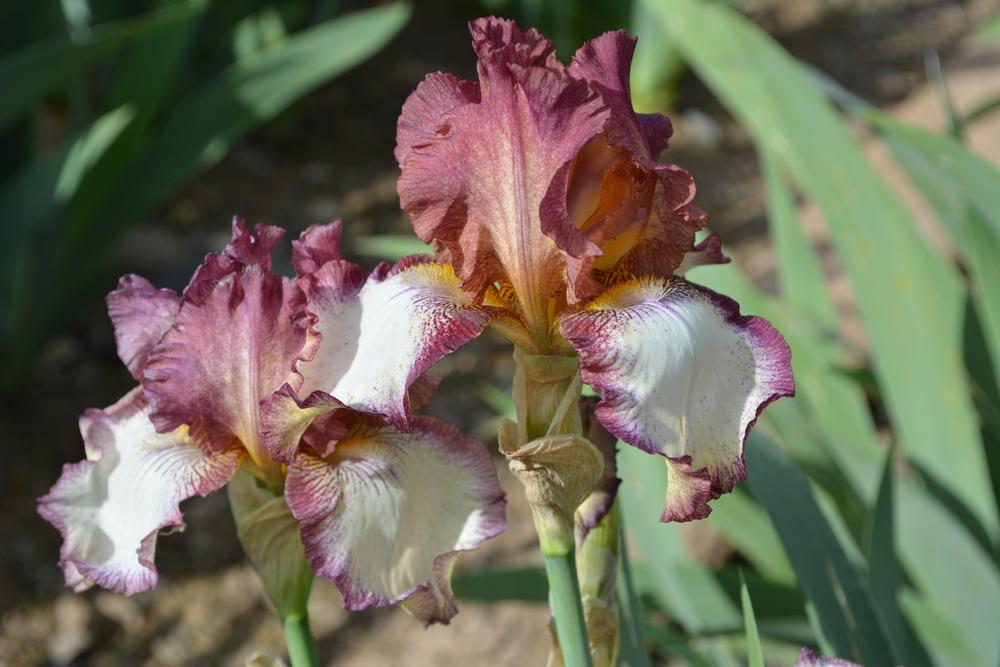 Photo of Tall Bearded Iris (Iris 'Needlepoint') uploaded by Phillipb2