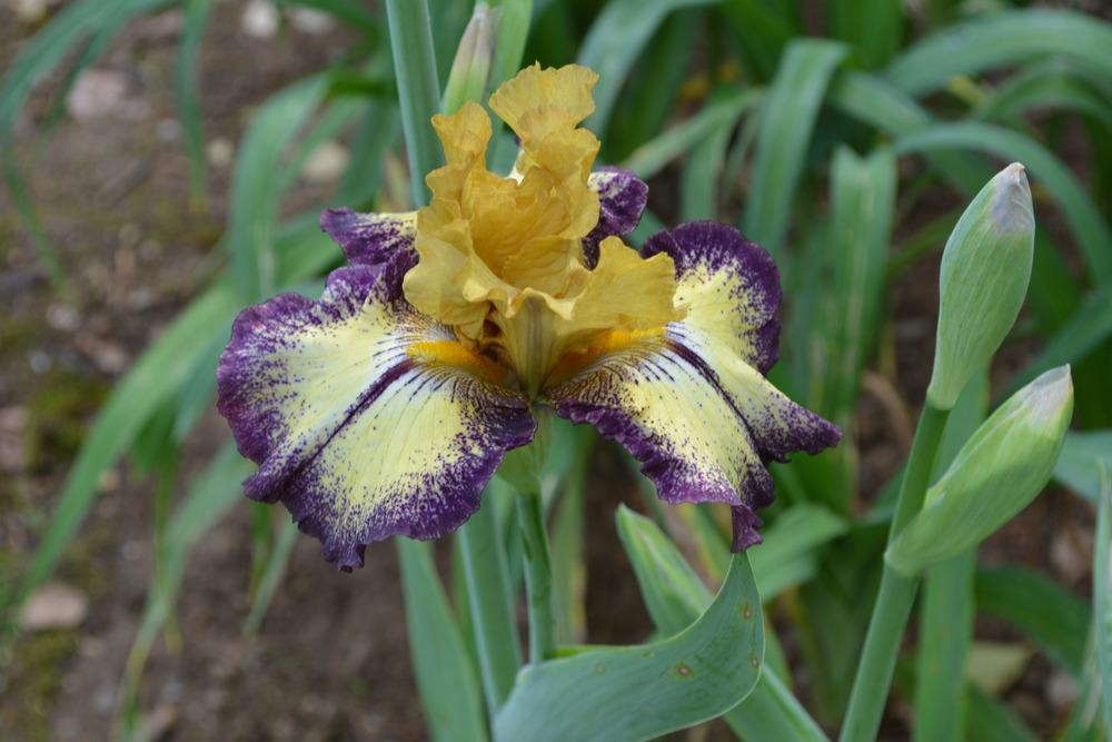 Photo of Tall Bearded Iris (Iris 'Aggressively Forward') uploaded by Phillipb2