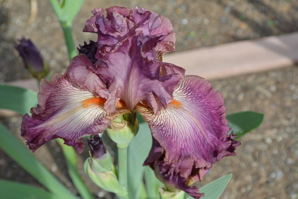 Photo of Tall Bearded Iris (Iris 'Art School') uploaded by Phillipb2