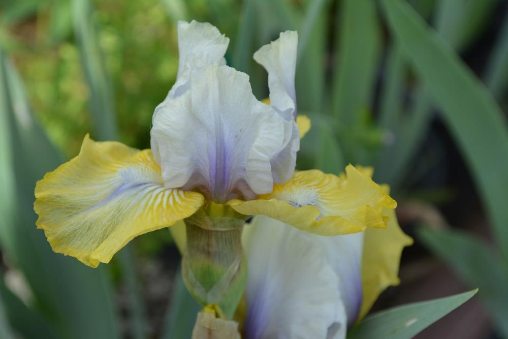 Photo of Intermediate Bearded Iris (Iris 'Double Your Fun') uploaded by Phillipb2