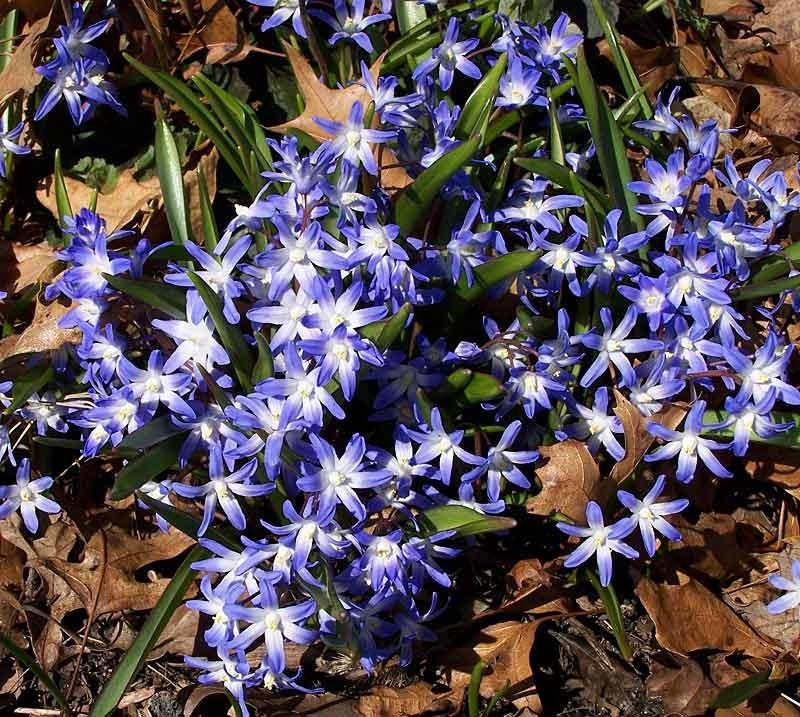 Photo of Glory Of The Snow (Scilla luciliae) uploaded by TBGDN