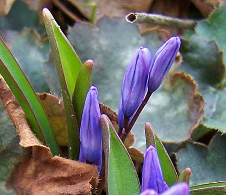 Photo of Glory Of The Snow (Scilla luciliae) uploaded by TBGDN