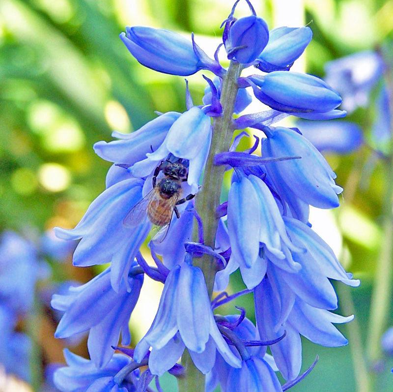 Photo of Spanish Bluebell (Hyacinthoides hispanica) uploaded by TBGDN