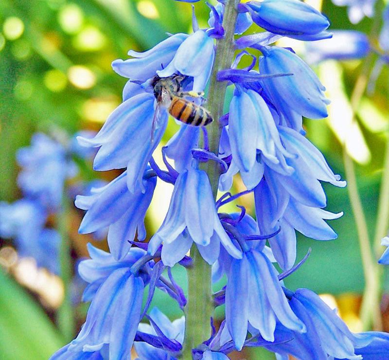 Photo of Spanish Bluebell (Hyacinthoides hispanica) uploaded by TBGDN