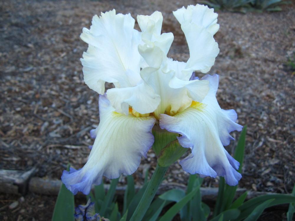 Photo of Tall Bearded Iris (Iris 'Honor Flight') uploaded by UndertheSun