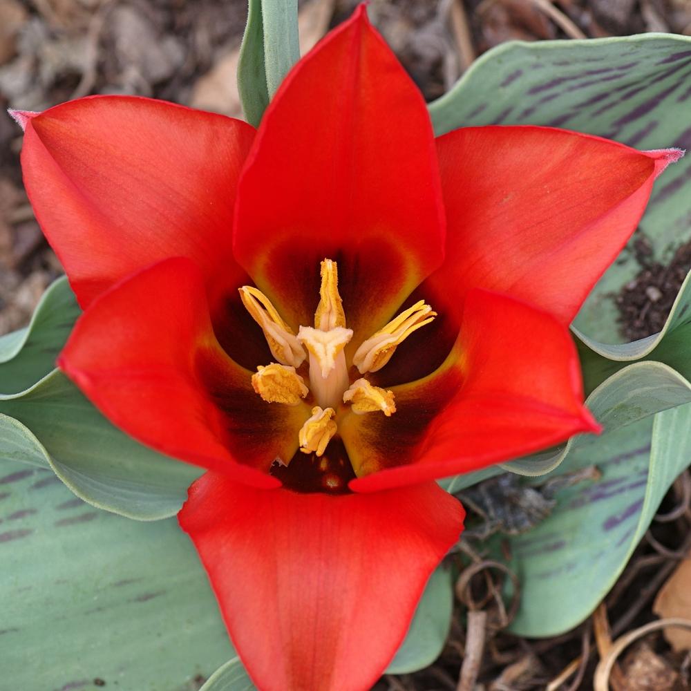 Photo of Tulip (Tulipa 'Tango') uploaded by dirtdorphins