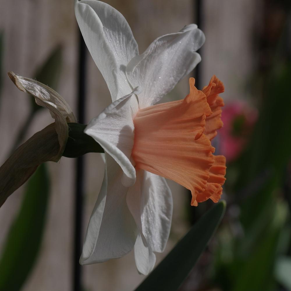 Photo of Large-cupped Daffodil (Narcissus 'Romance') uploaded by dirtdorphins
