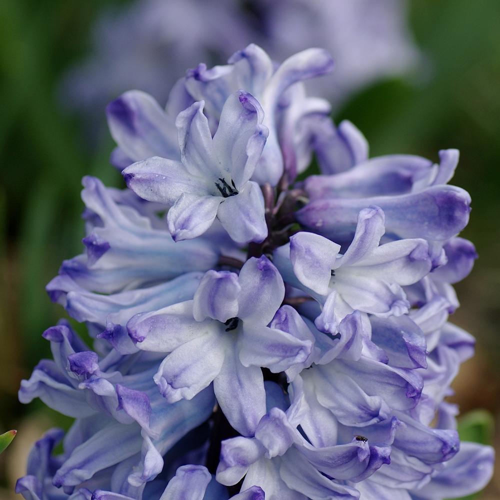 Photo of Hyacinth (Hyacinthus orientalis 'Blue Eyes') uploaded by dirtdorphins