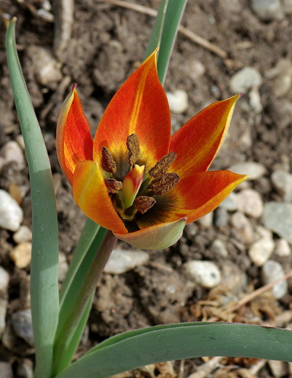 Photo of Species Tulip (Tulipa orphanidea) uploaded by dirtdorphins