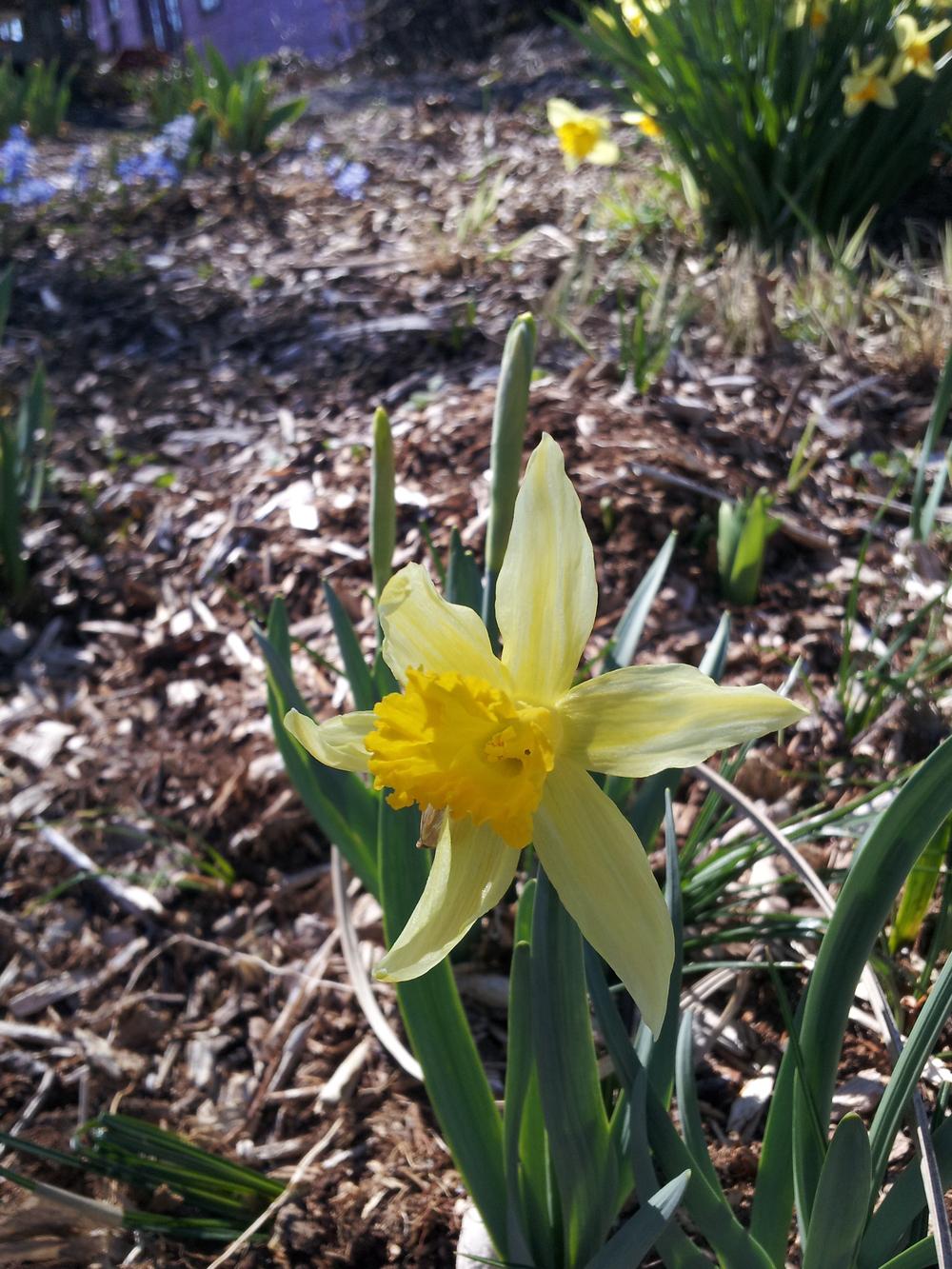 Photo of Trumpet Daffodil (Narcissus pseudonarcissus 'Princeps') uploaded by gemini_sage