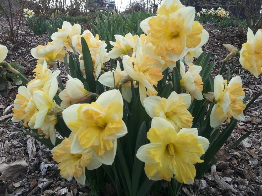 Photo of Split-Cupped Collar Daffodil (Narcissus 'Mary Gay Lirette') uploaded by gemini_sage