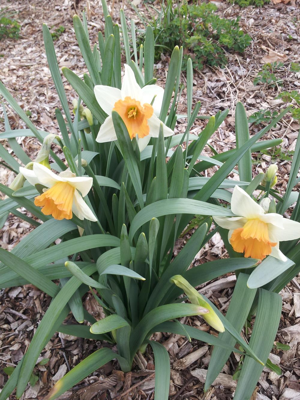 Photo of Large-cupped Daffodil (Narcissus 'Chromacolor') uploaded by gemini_sage