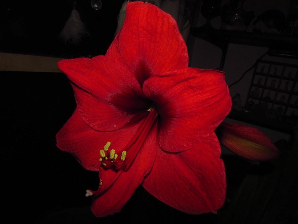 Photo of Amaryllis (Hippeastrum 'Red Lion') uploaded by jmorth