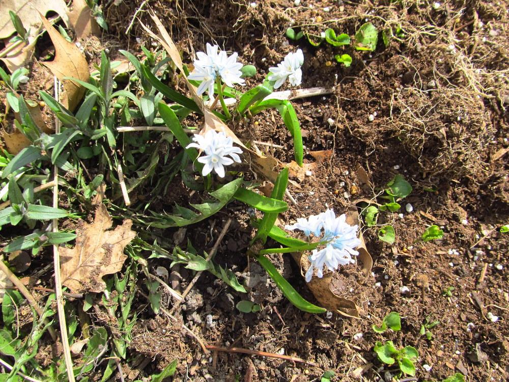 Photo of Striped Squill (Puschkinia scilloides) uploaded by jmorth