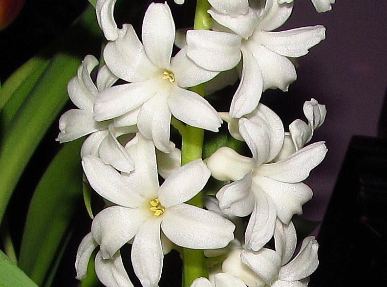 Photo of Hyacinth (Hyacinthus orientalis 'Aiolos') uploaded by jmorth