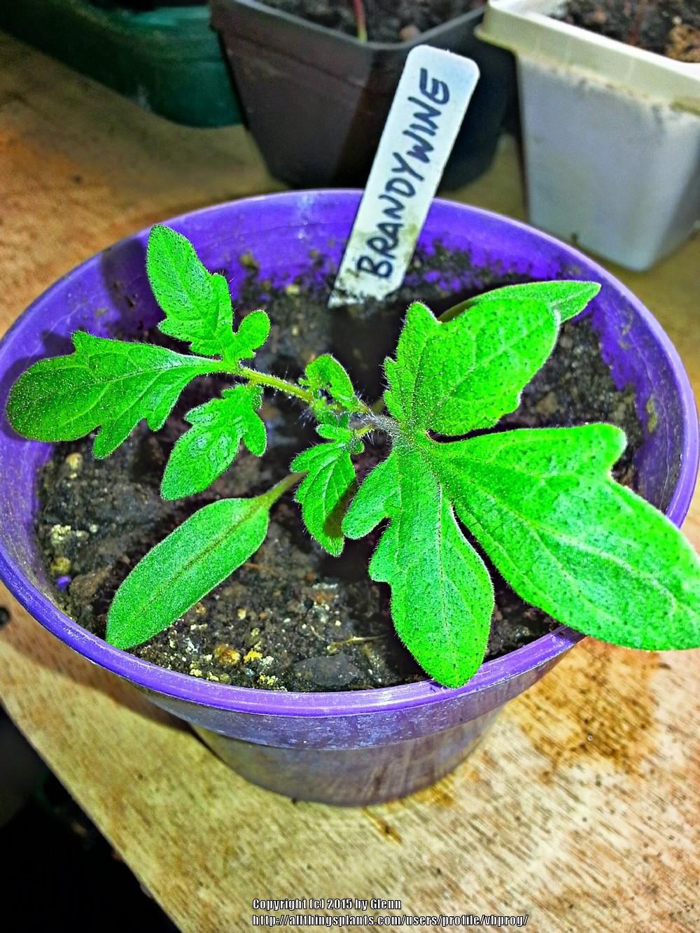 Photo of Tomato (Solanum lycopersicum 'Brandywine, Pink') uploaded by vbprog