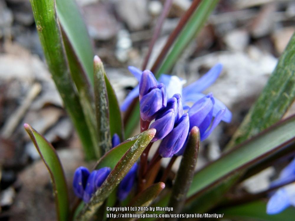 Photo of Turkish Glory of the Snow (Scilla sardensis) uploaded by Marilyn