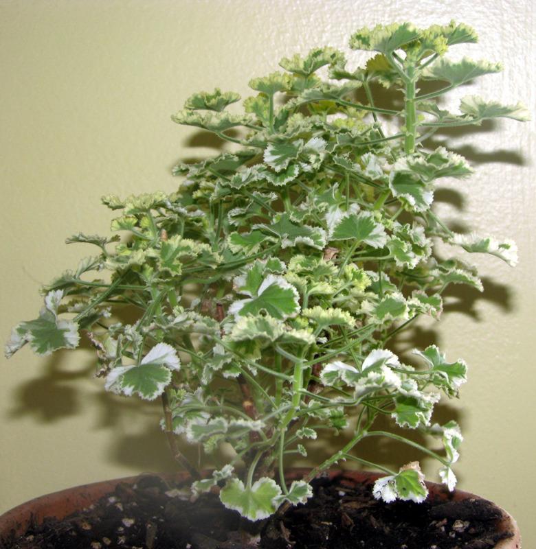 Photo of Storksbill (Pelargonium crispum 'Prince Rupert Variegated') uploaded by MotherRaphaela