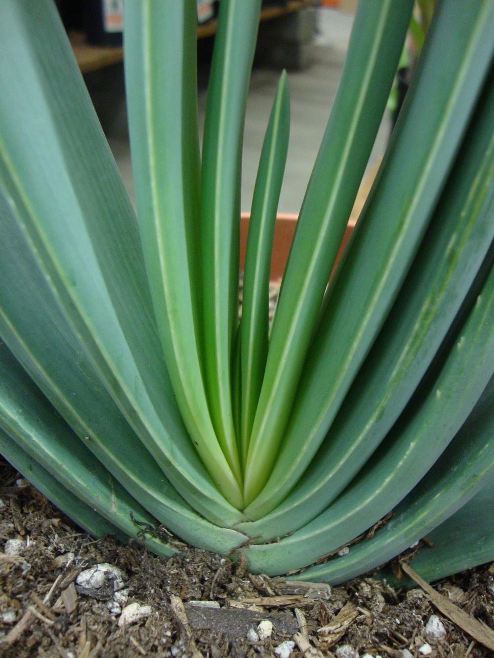 Photo of Fan Aloe (Kumara plicatilis) uploaded by Paul2032