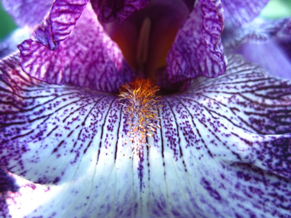 Photo of Tall Bearded Iris (Iris 'Shock and Awe') uploaded by UndertheSun