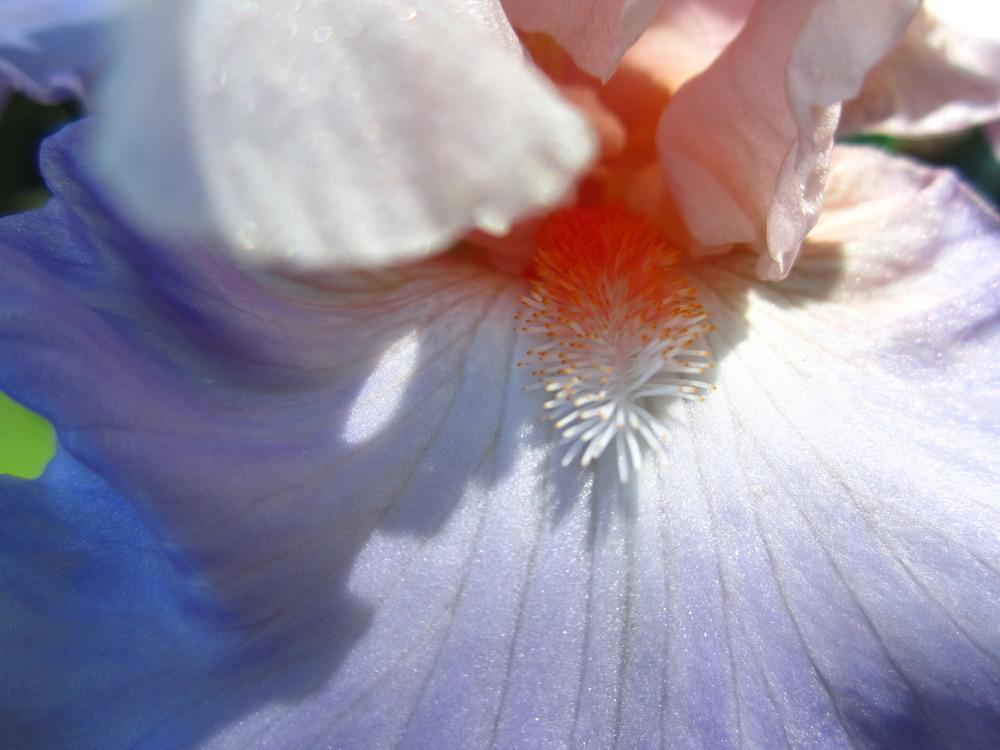 Photo of Tall Bearded Iris (Iris 'Blush of Pink') uploaded by UndertheSun