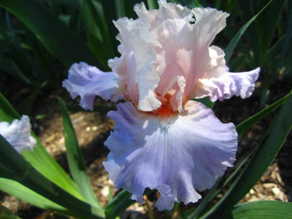 Photo of Tall Bearded Iris (Iris 'Blush of Pink') uploaded by UndertheSun
