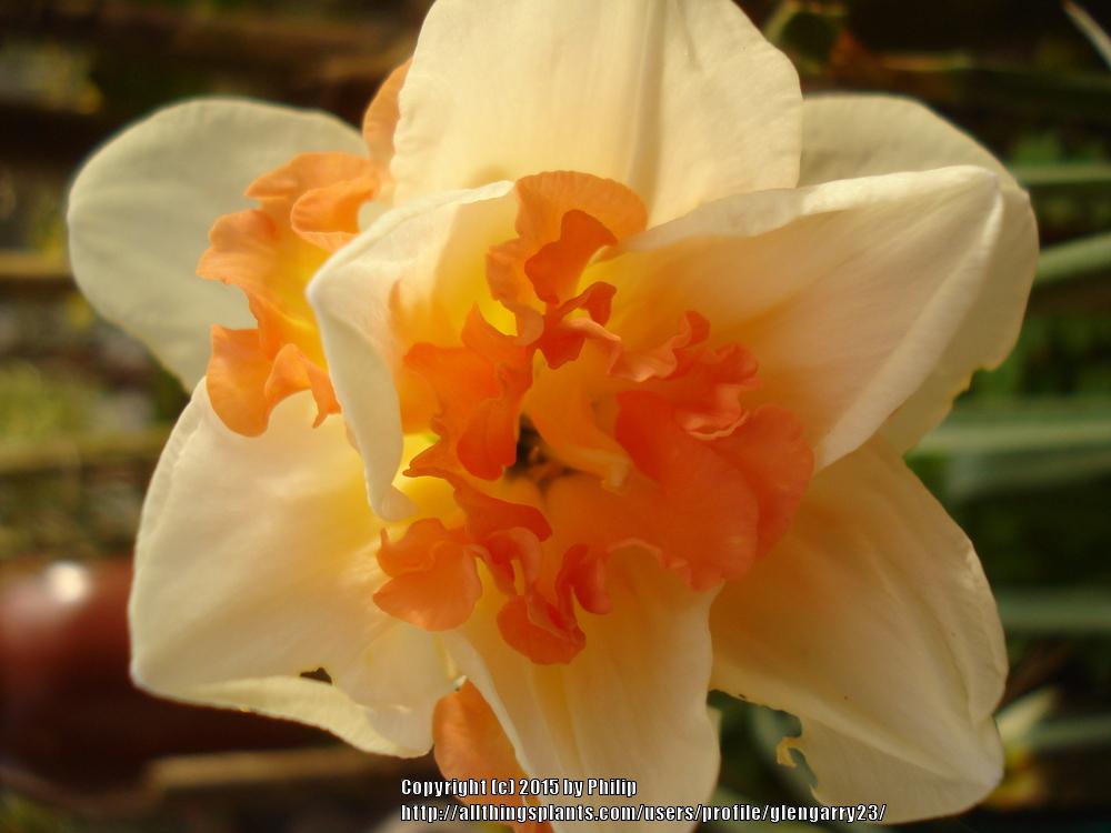 Photo of Double Daffodil (Narcissus 'Replete') uploaded by glengarry23