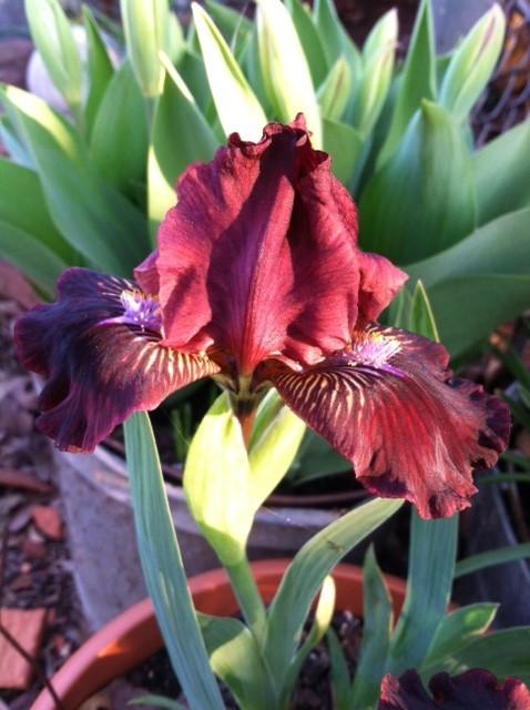 Photo of Standard Dwarf Bearded Iris (Iris 'Fancy Sparkler') uploaded by grannysgarden