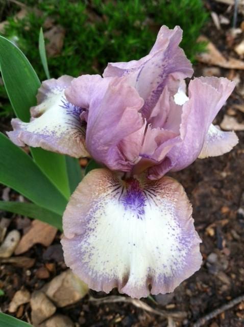Photo of Standard Dwarf Bearded Iris (Iris 'Cup of Joy') uploaded by grannysgarden