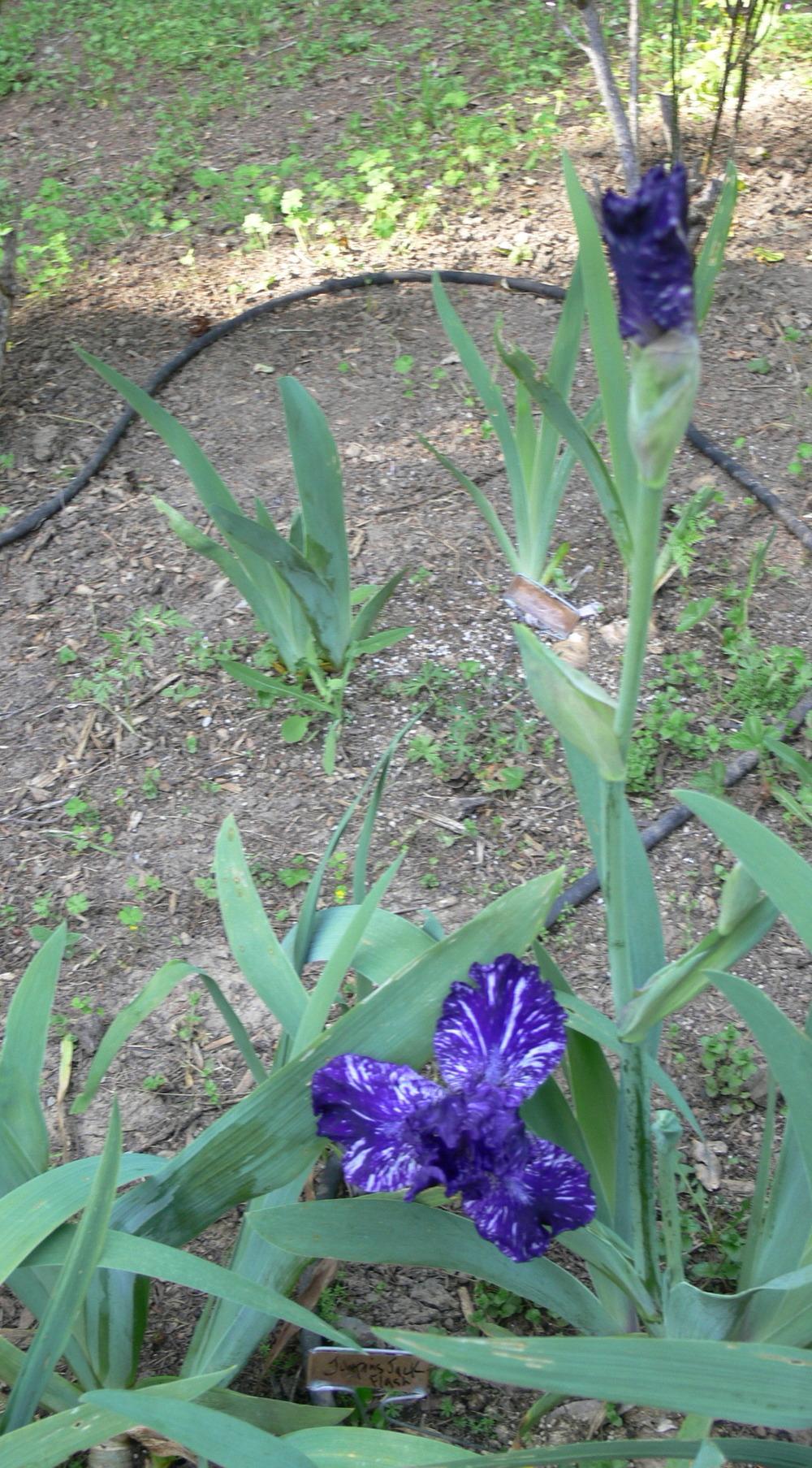 Photo of Tall Bearded Iris (Iris 'Jumpin Jack Flash') uploaded by janwax