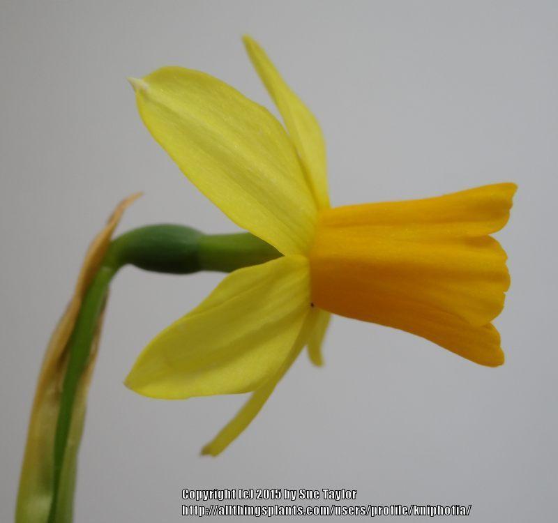 Photo of Daffodil (Narcissus 'Tete-a-Tete') uploaded by kniphofia