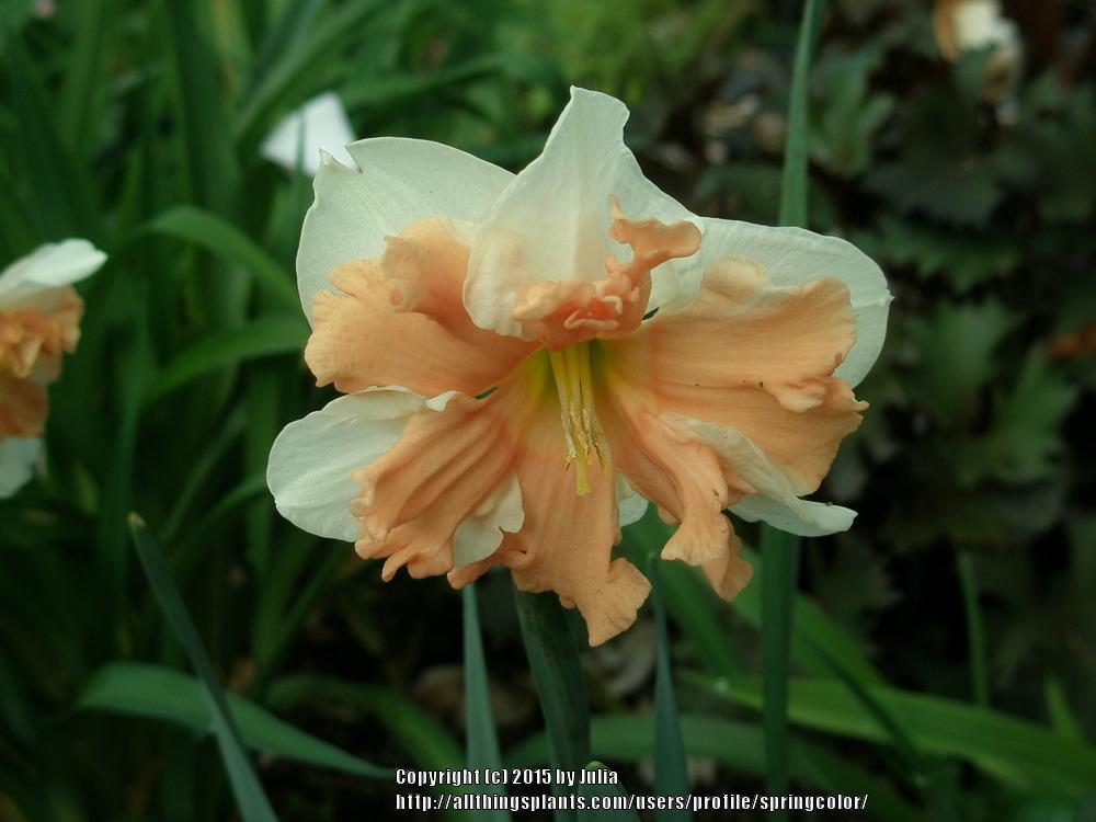 Photo of Daffodils (Narcissus) uploaded by springcolor